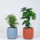 BUZZICHICLE PLANTER - jardinière acoustique